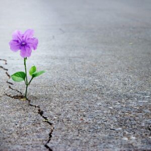 kreuzbund-kitzingen-seminar-resilienz-blume-asphalt-coaching-web